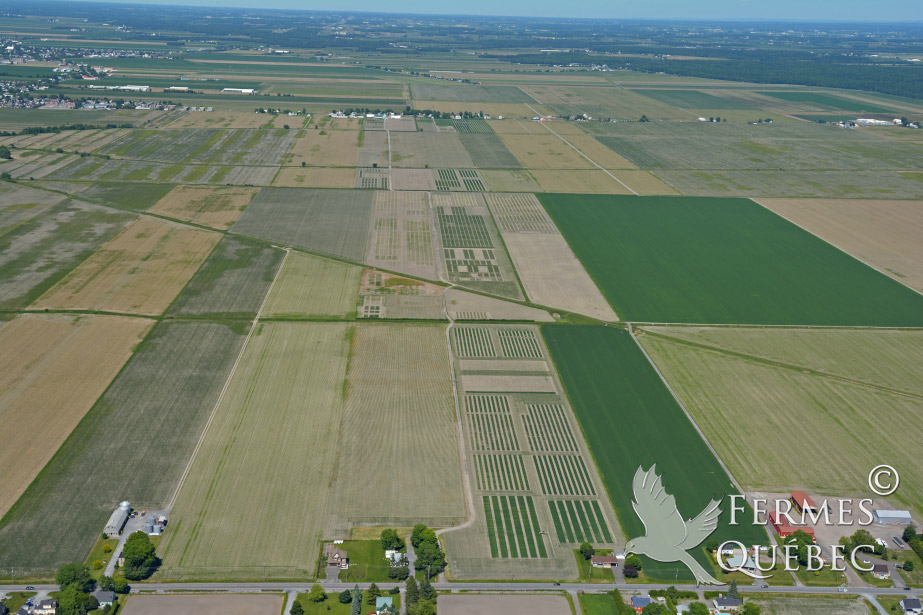 FERME RECHERCHE ET DEVELOPPEMENT ST HYACINTHE